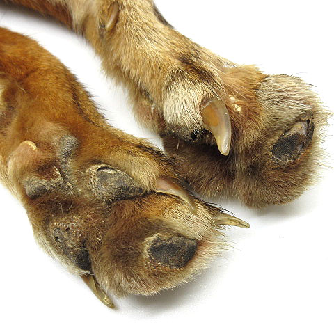 毛皮『顔脚尾付きレッドフォックス125cm”新品 軋ん 