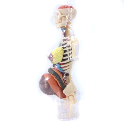 シュプリーム SUPREME 組立品 18AW 4D Anatomy Model Female 人体模型 