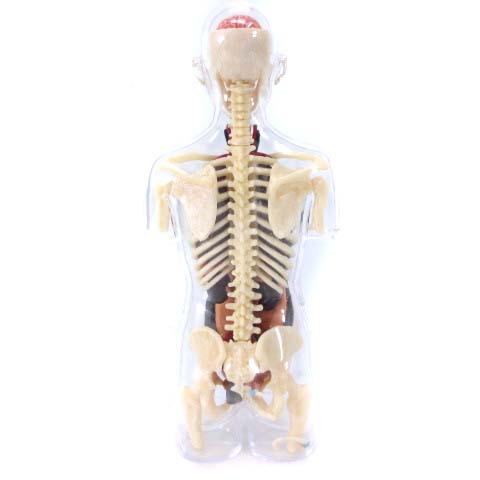 シュプリーム SUPREME 組立品 18AW 4D Anatomy Model Female 人体模型 