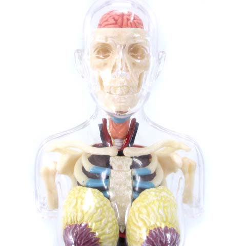 シュプリーム SUPREME 組立品 18AW 4D Anatomy Model Female 人体模型