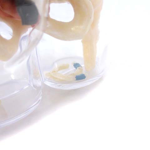 シュプリーム SUPREME 組立品 18AW 4D Anatomy Model Female 人体模型