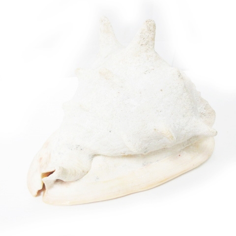 トウカムリ 千年貝 貝殻 巻貝 インテリア オブジェ 置物 標本 0718 その他 098 ベクトルパーク