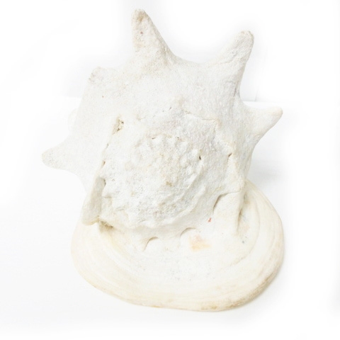 トウカムリ 千年貝 貝殻 巻貝 インテリア オブジェ 置物 標本 0718 その他 098 ベクトルパーク